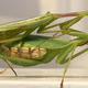 Imagen para el artículo titulado Descubren el truco de los machos mantis para evitar la decapitación después del sexo